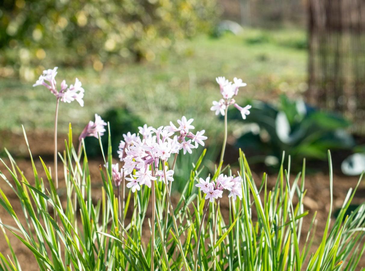 Finca El Limonar Alora Εξωτερικό φωτογραφία